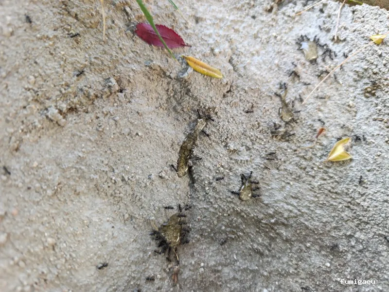 Control de plagas en Ávila