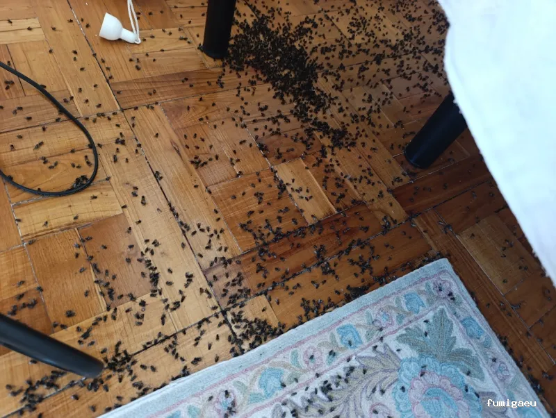 Control de plagas en Ávila