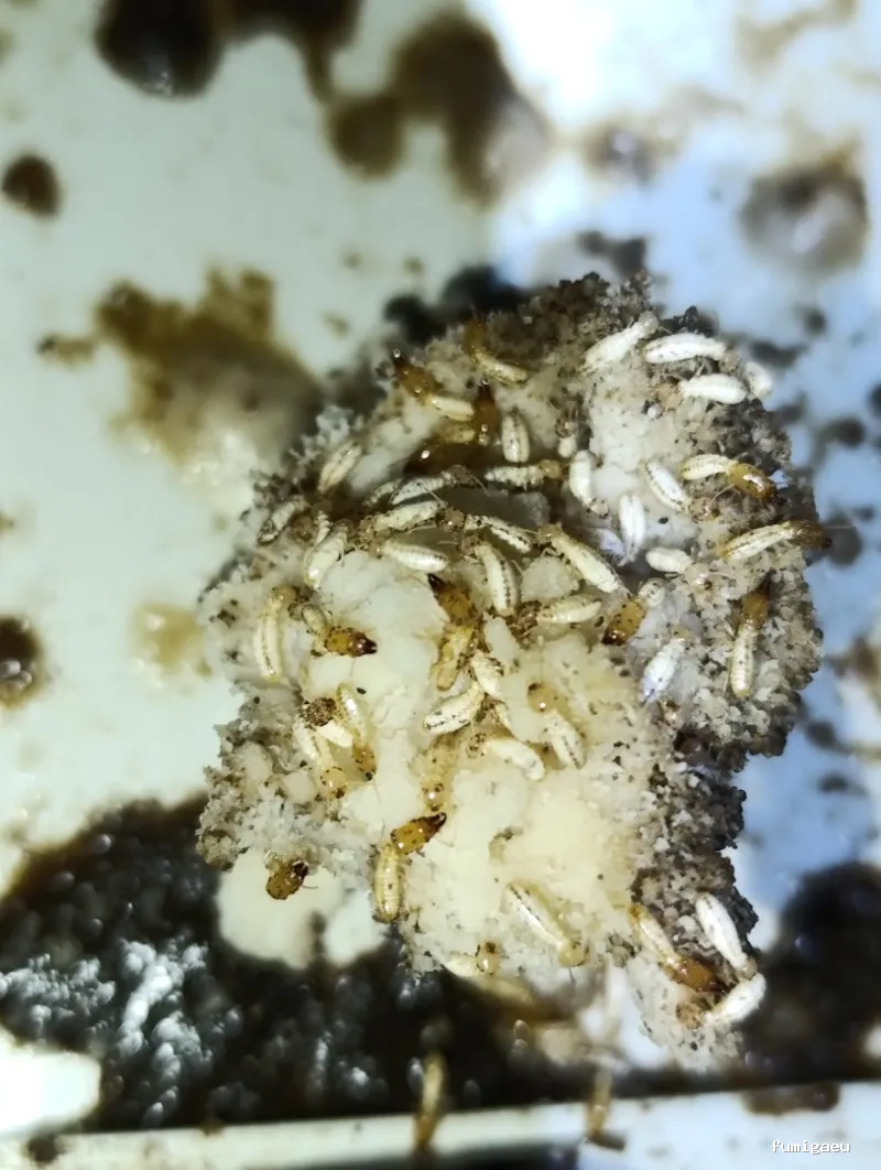 Control de plagas en Ávila