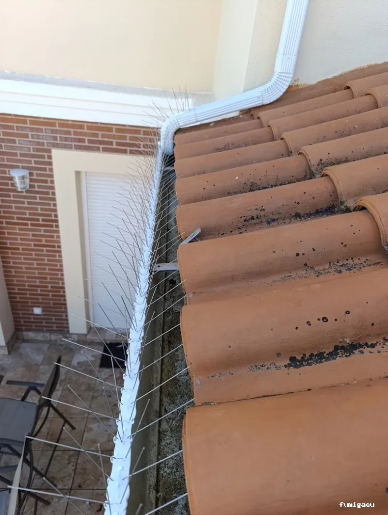 Control de plagas en Ávila