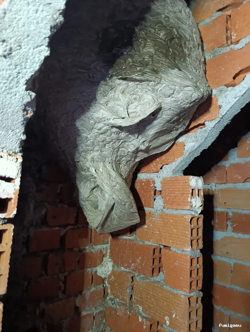 Control de plagas en Ávila