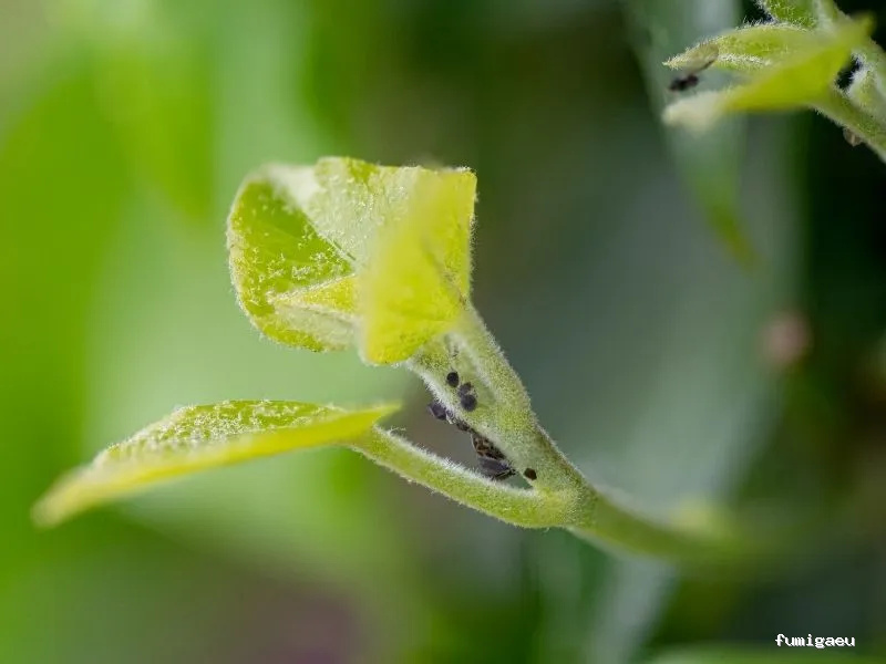 Codexur Consultoría Alimentaria y Ambiental