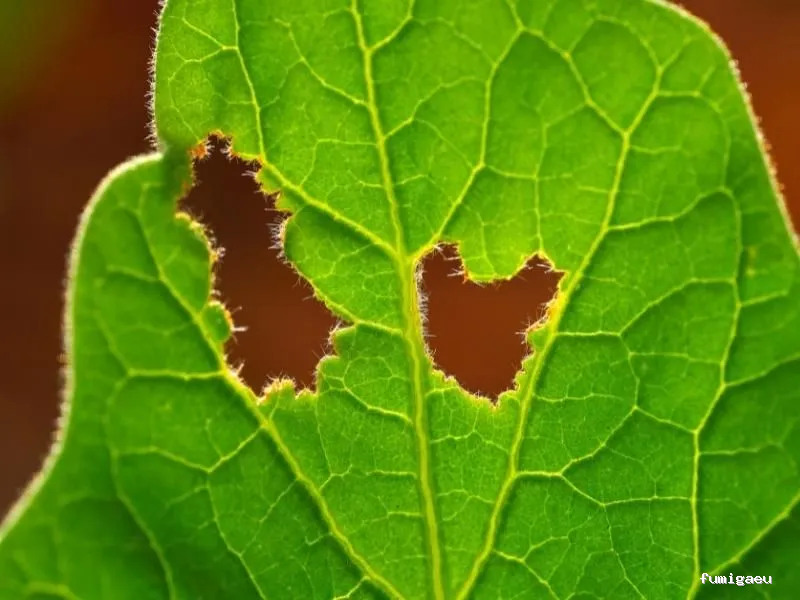 Codexur Consultoría Alimentaria y Ambiental