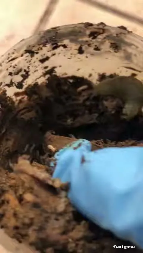 Control de Plagas Odana SL 🥇