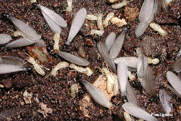 Control de Plagas Odana SL 🥇