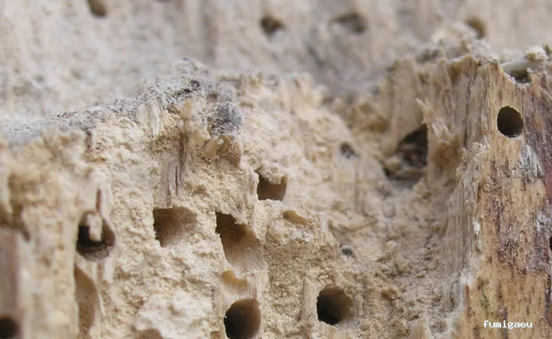 Control de Plagas Odana SL 🥇