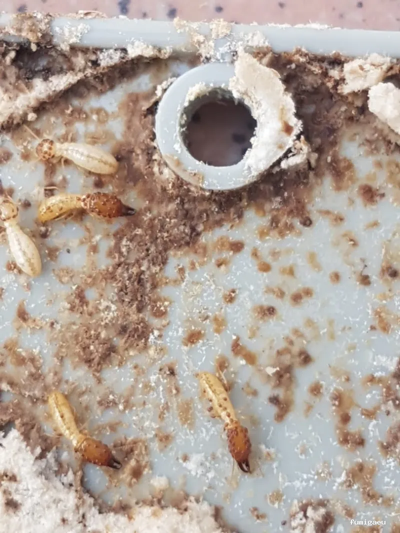 Control de plagas Zaragoza | AMBIENTE CERO;