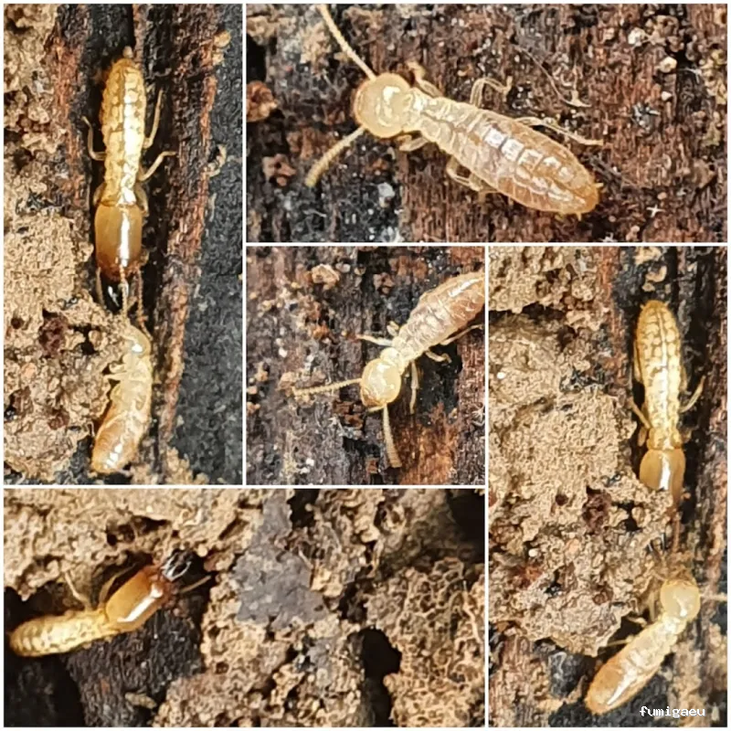 Control de plagas Zaragoza | AMBIENTE CERO;