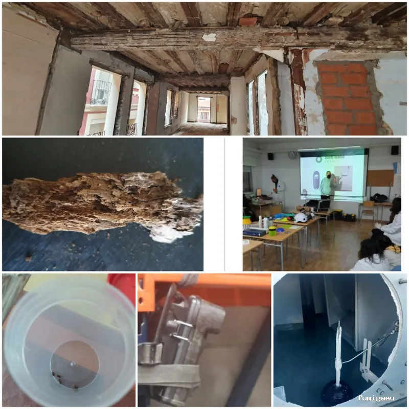 Control de plagas Zaragoza | AMBIENTE CERO;