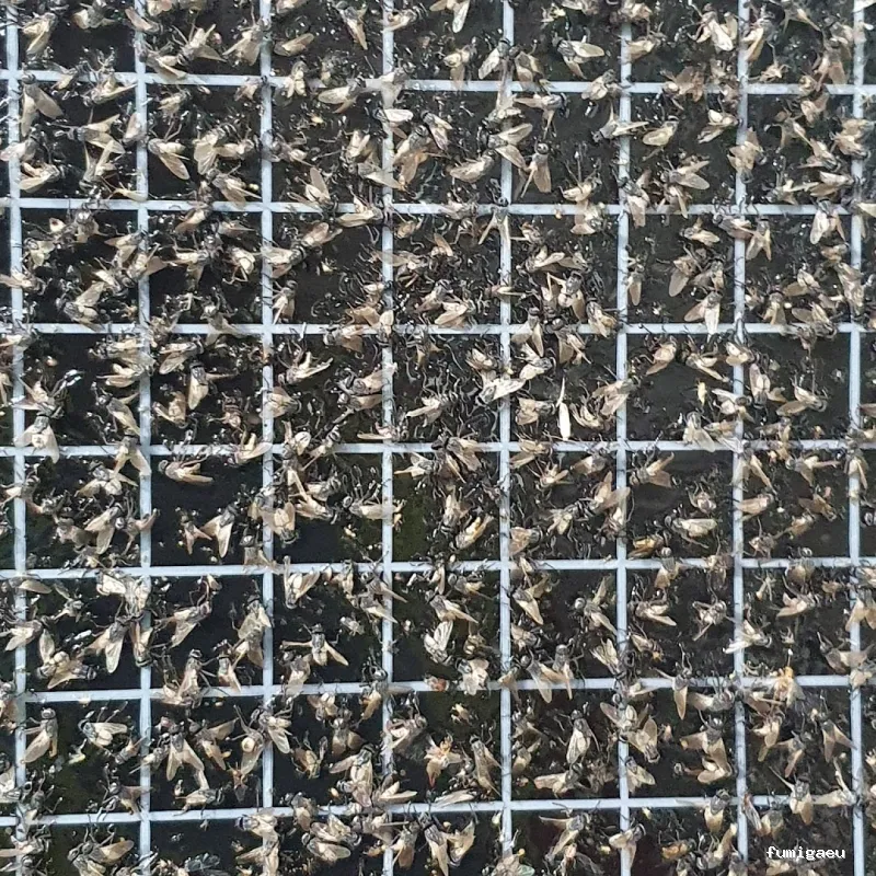 Control de plagas ATLAS