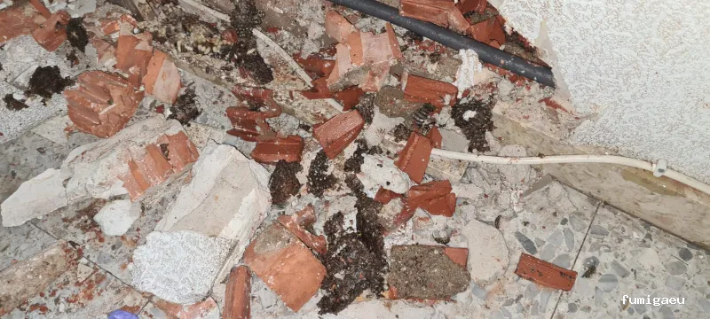 ECOBIOCEN Control De Plagas Fumigaciones Cucarachas Termitas Aves Lgionela Tarragona Ecobiocen