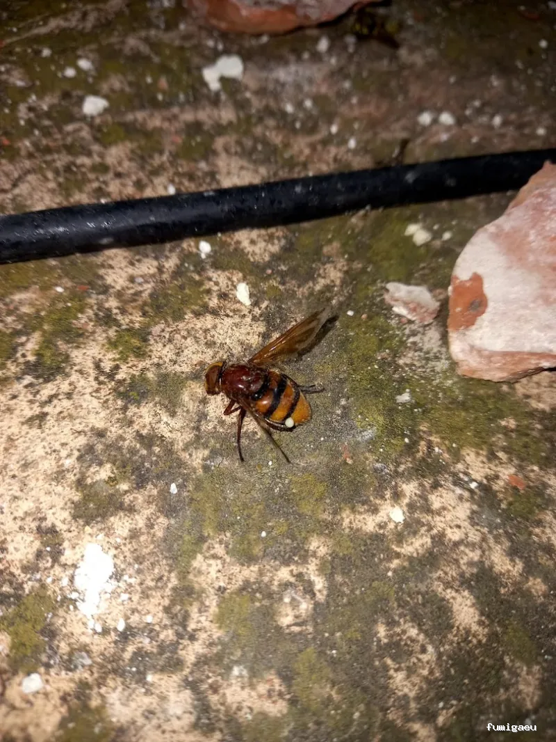 ECOBIOCEN Control De Plagas Fumigaciones Cucarachas Termitas Aves Lgionela Tarragona Ecobiocen