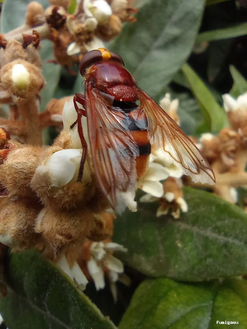 ECOBIOCEN Control De Plagas Fumigaciones Cucarachas Termitas Aves Lgionela Tarragona Ecobiocen