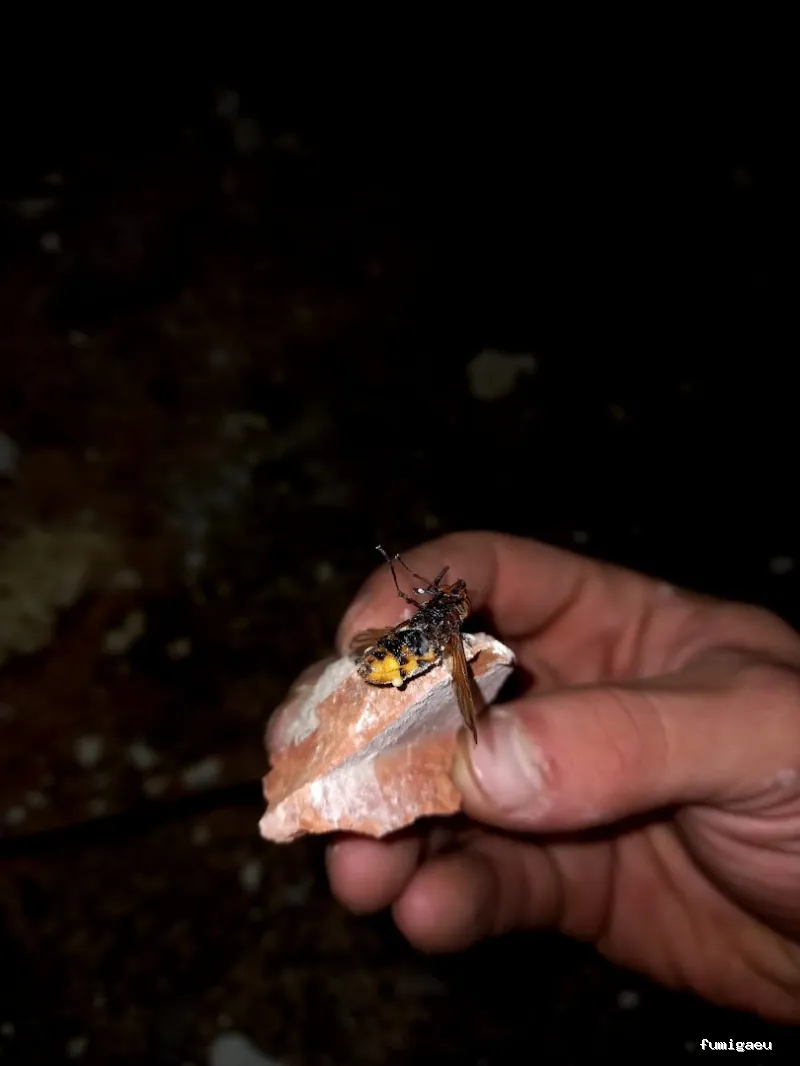 ECOBIOCEN Control De Plagas Fumigaciones Cucarachas Termitas Aves Lgionela Tarragona Ecobiocen