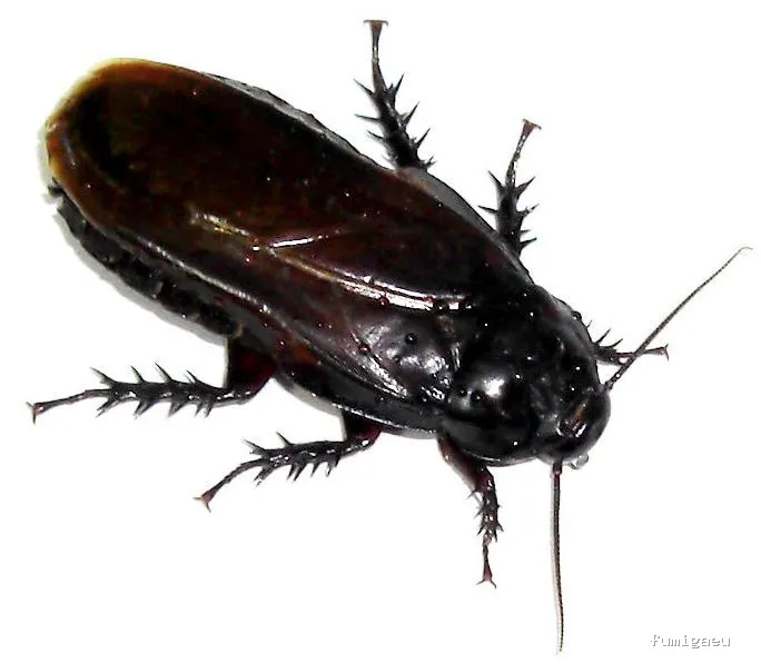 LIMPIEZAS Y CONTROL DE PLAGAS JAKE