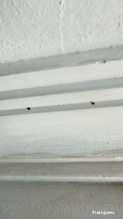 American Pest Control