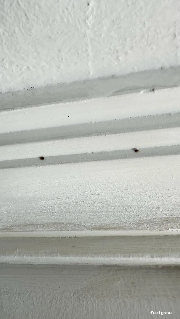 American Pest Control