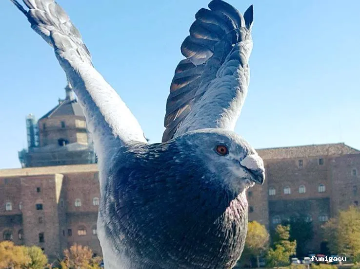 Exprodim Control de Plagas - Expertos en termitas y carcoma - Certificados de control de plagas