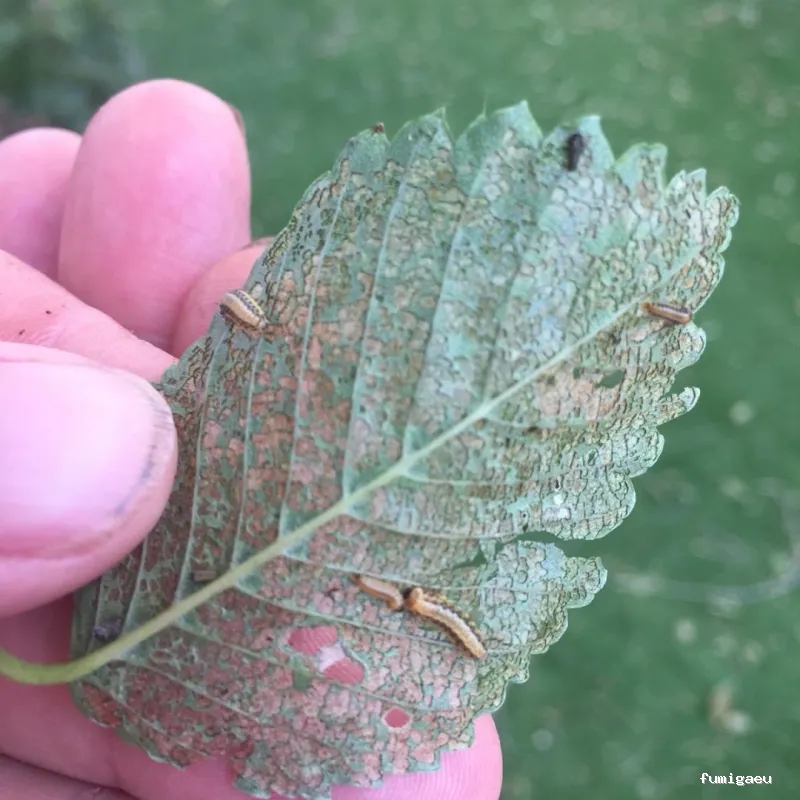 Exprodim Control de Plagas - Expertos en termitas y carcoma - Certificados de control de plagas