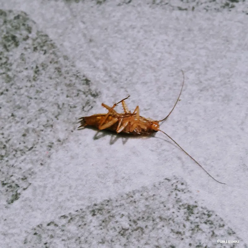 Exprodim Control de Plagas - Expertos en termitas y carcoma - Certificados de control de plagas