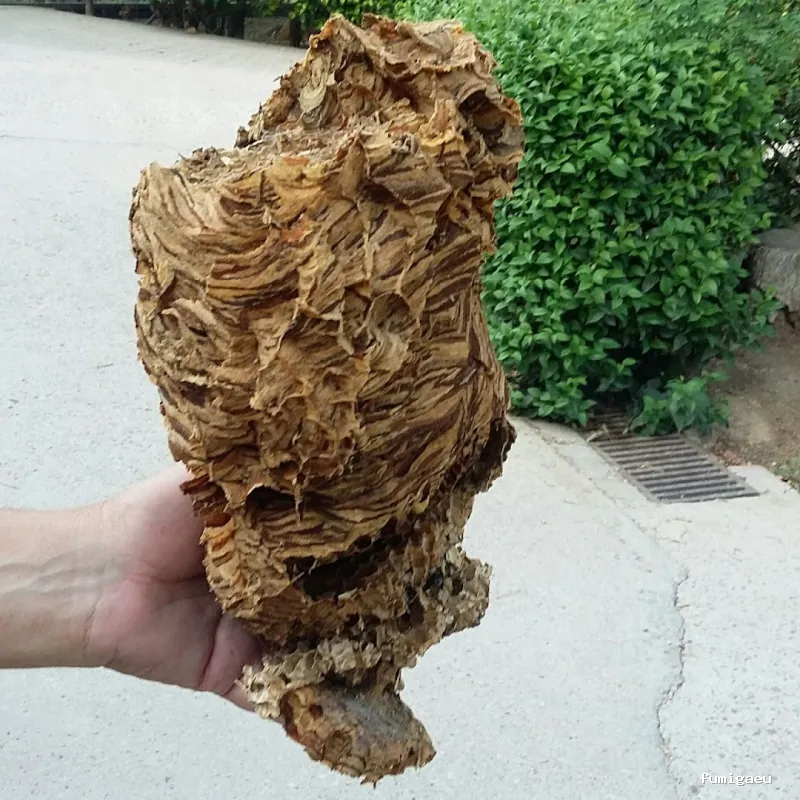 Exprodim Control de Plagas - Expertos en termitas y carcoma - Certificados de control de plagas