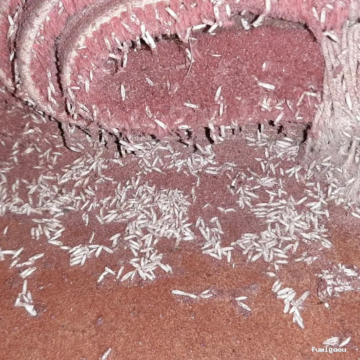 Exprodim Control de Plagas - Expertos en termitas y carcoma - Certificados de control de plagas