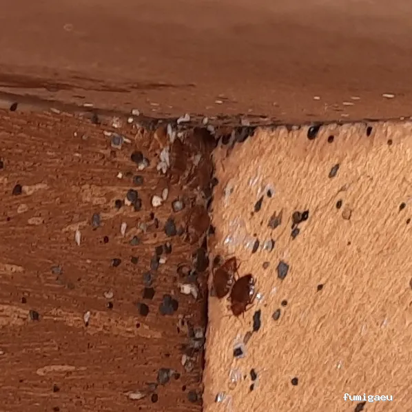 Exprodim Control de Plagas - Expertos en termitas y carcoma - Certificados de control de plagas