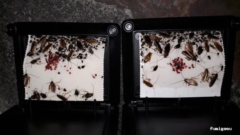 Exprodim Control de Plagas - Expertos en termitas y carcoma - Certificados de control de plagas