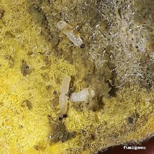 Exprodim Control de Plagas - Expertos en termitas y carcoma - Certificados de control de plagas