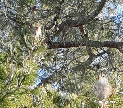 Exprodim Control de Plagas - Expertos en termitas y carcoma - Certificados de control de plagas