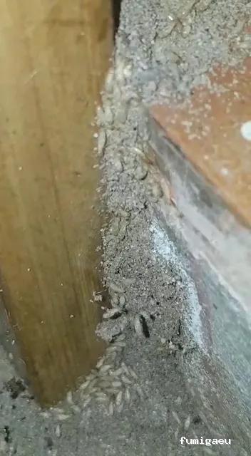 Exprodim Control de Plagas - Expertos en termitas y carcoma - Certificados de control de plagas