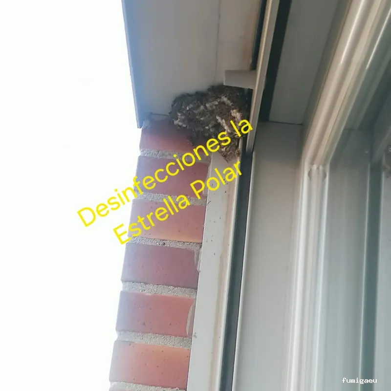 Desinsectaciones La Estrella Polar S L