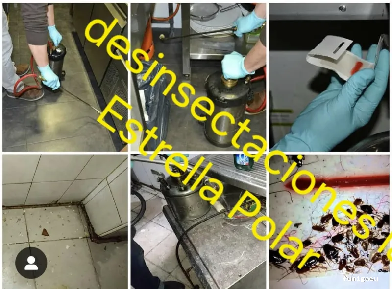 Desinsectaciones La Estrella Polar S L