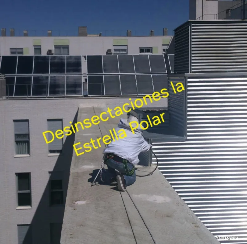 Desinsectaciones La Estrella Polar S L