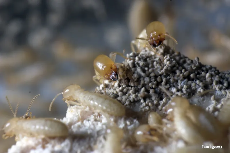 ADRO CONTROL DE PLAGAS