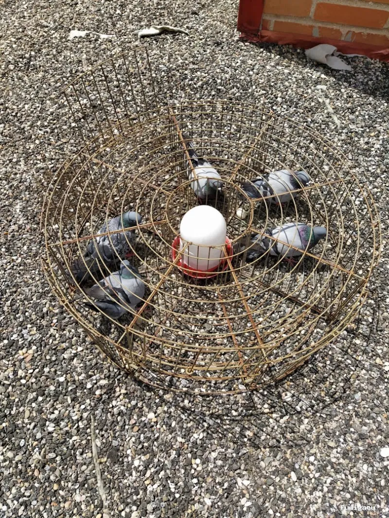 NUEVA SANIDAD AMBIENTAL