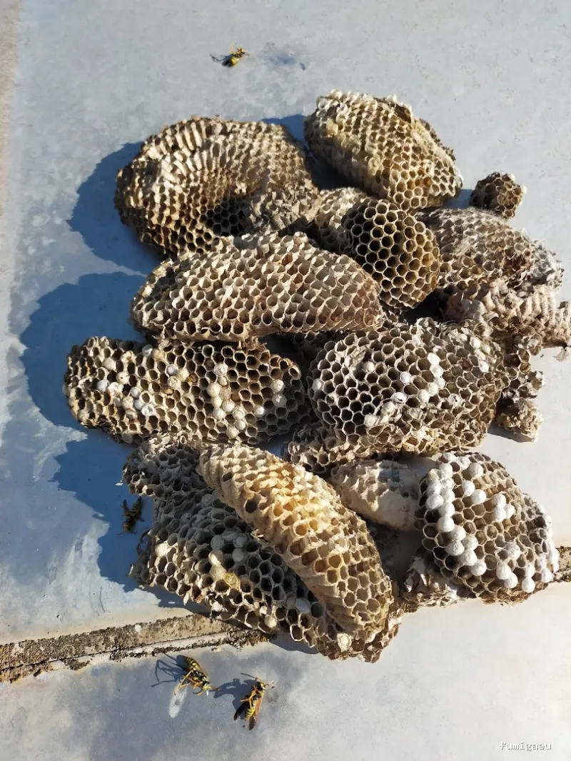 Atlas Control de Aves