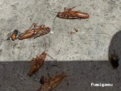 Gesplasur Servicios Biocidas