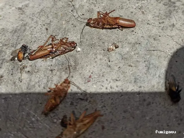 Gesplasur Servicios Biocidas