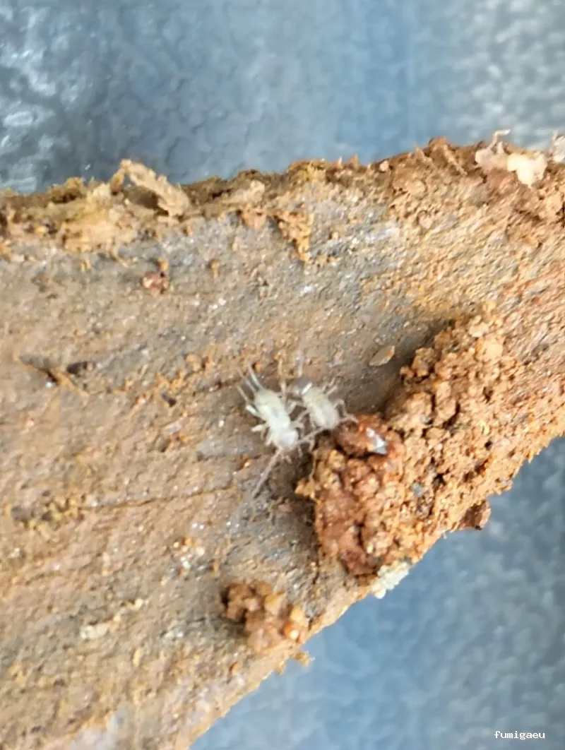 BAG CONTROL DE PLAGAS LA ZUBIA