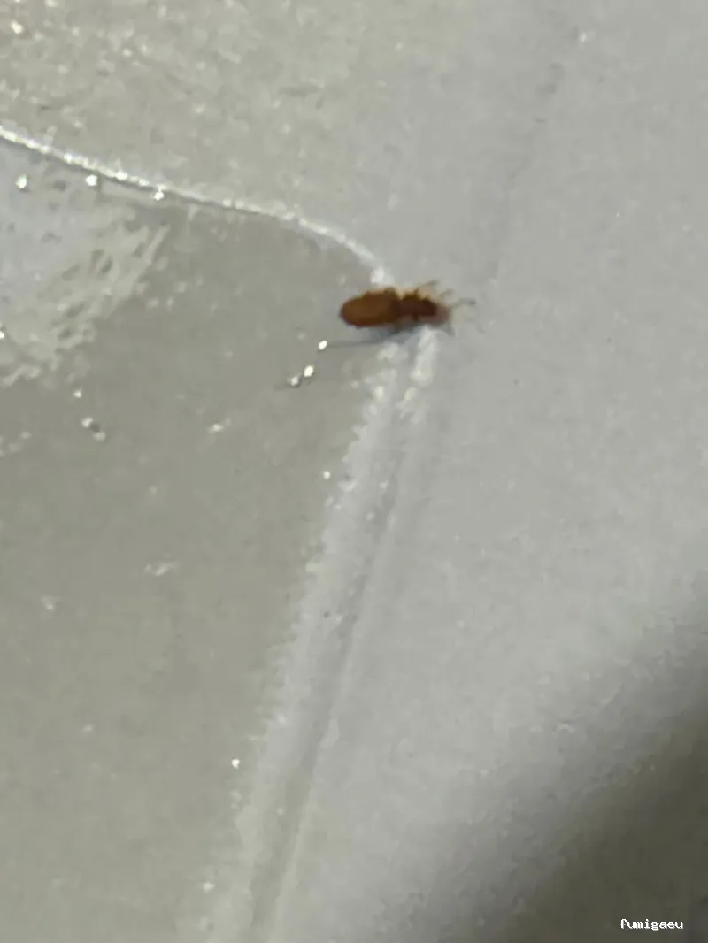 BAG CONTROL DE PLAGAS LA ZUBIA