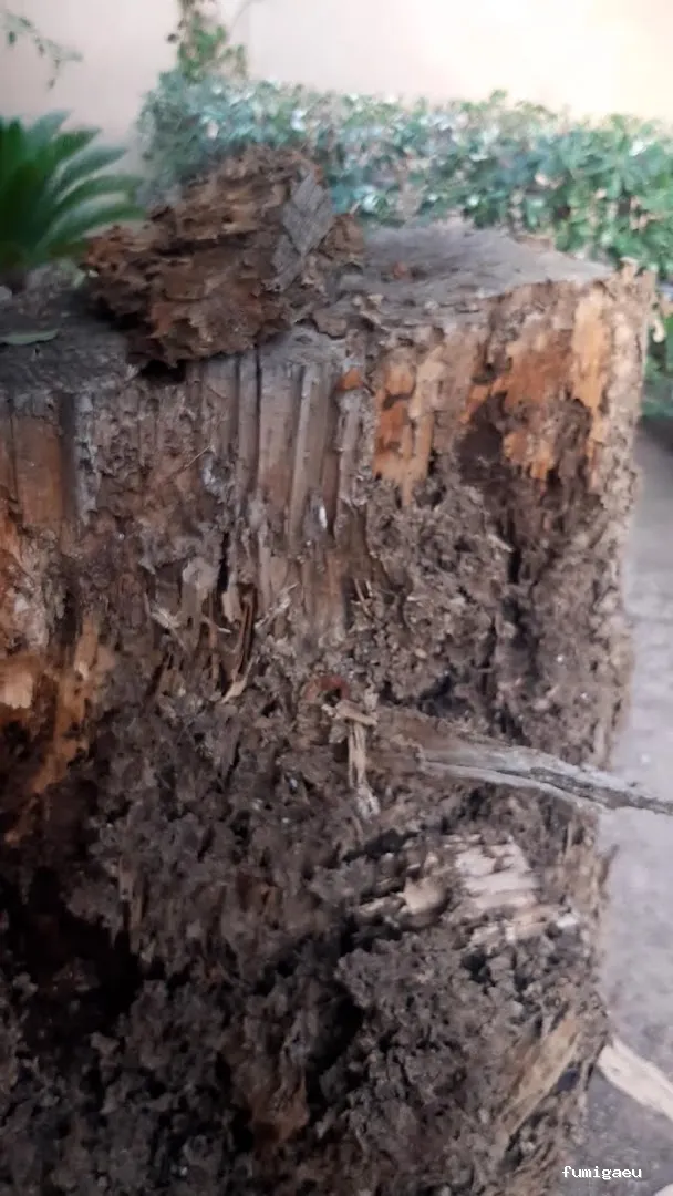 En-acción control de plagas y servicios