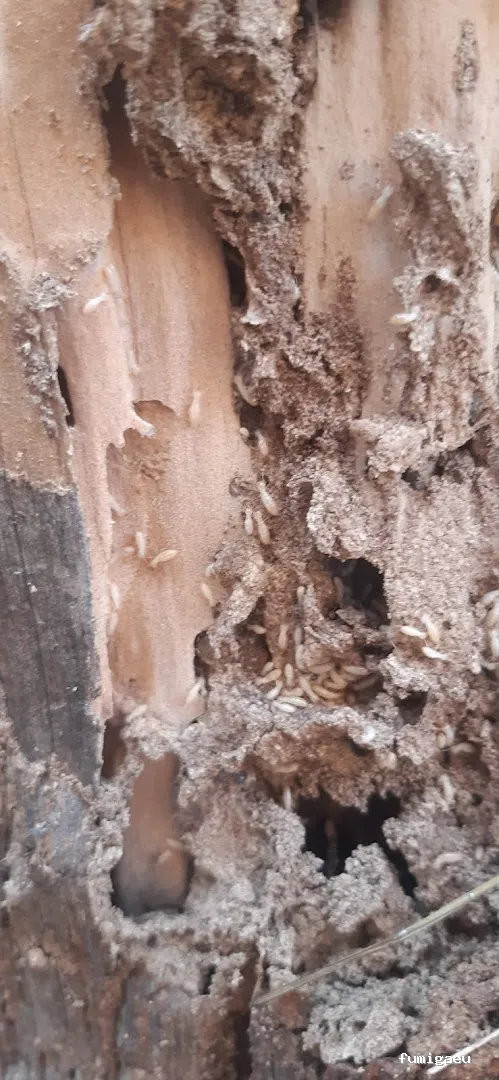 En-acción control de plagas y servicios