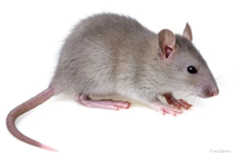 En-acción control de plagas y servicios