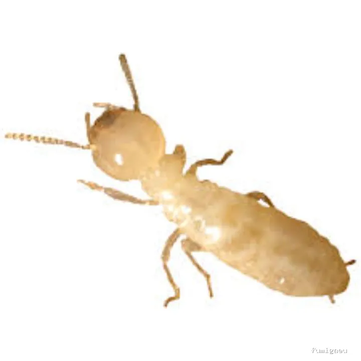 En-acción control de plagas y servicios