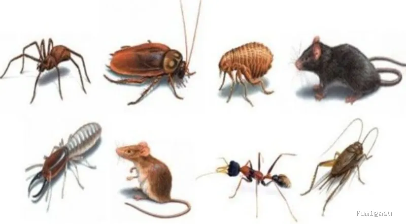 En-acción control de plagas y servicios