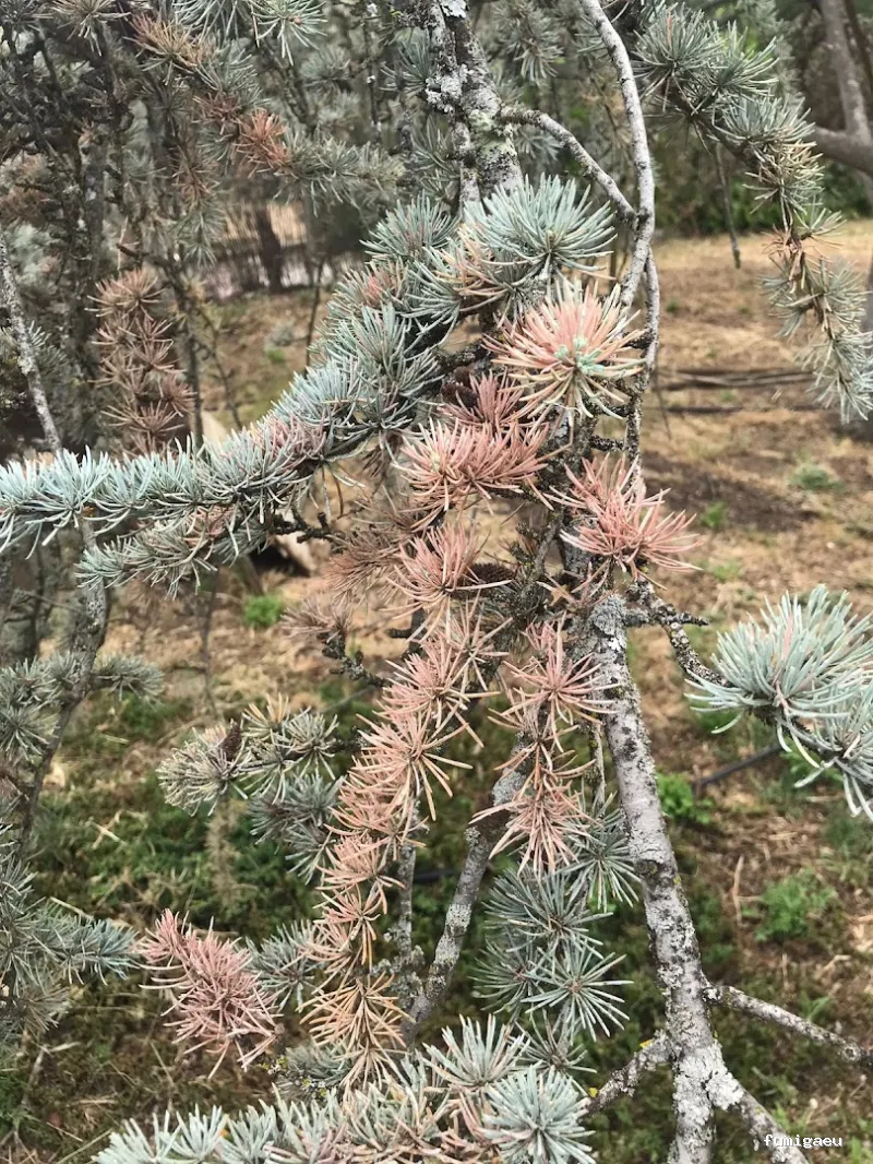 Control de plagas Madrid. JOTISA