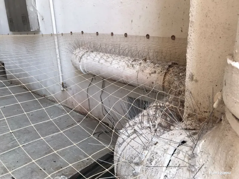 Control de plagas Madrid. JOTISA