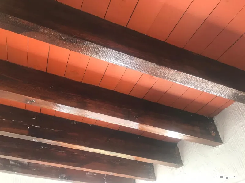 Control de plagas Madrid. JOTISA