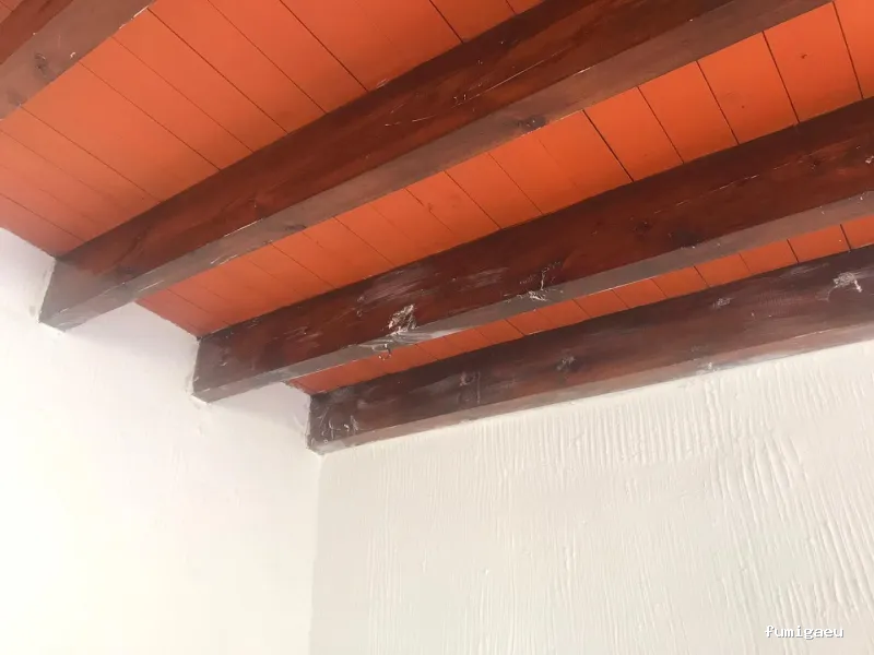 Control de plagas Madrid. JOTISA